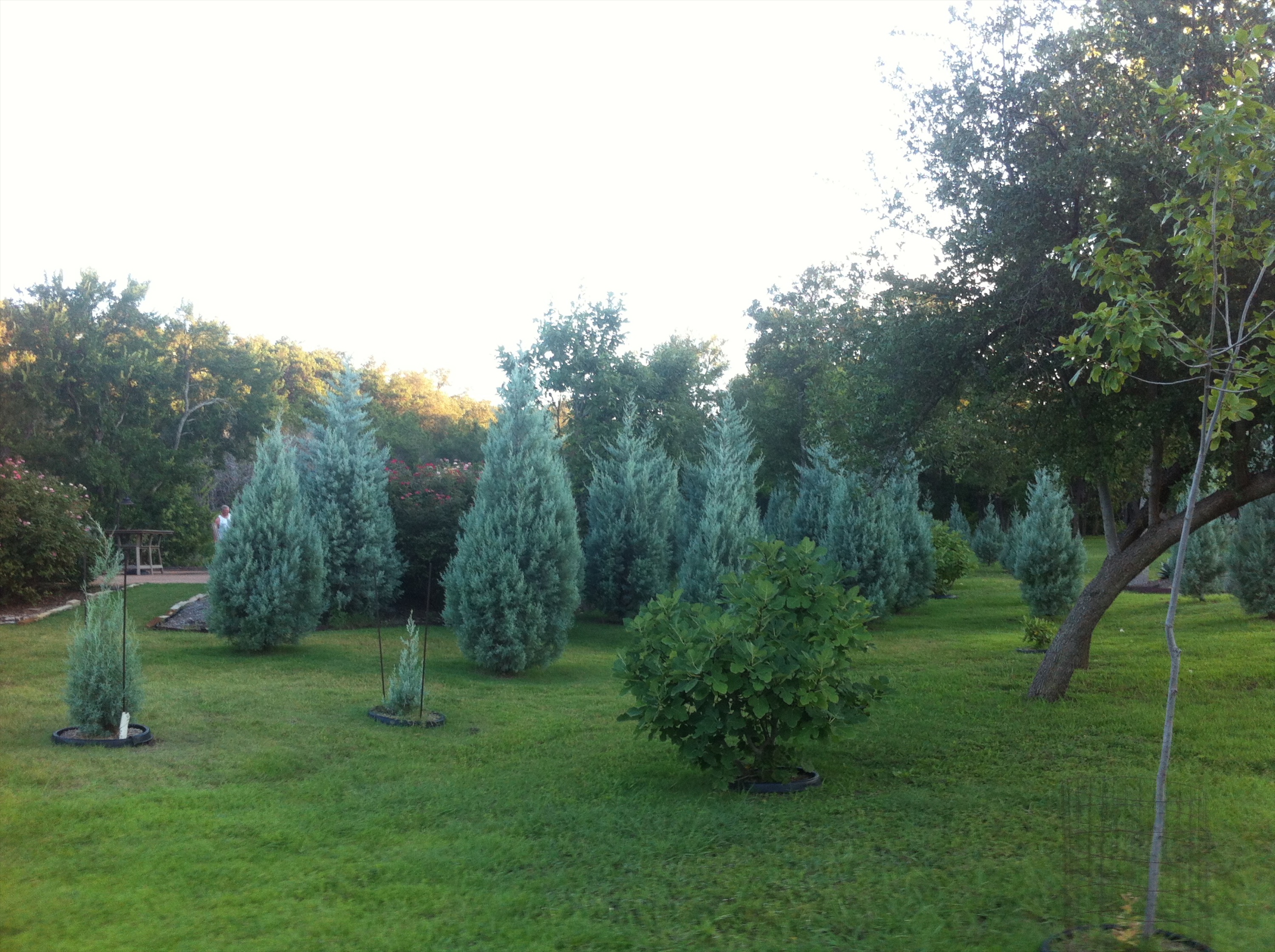 6607 Conifer Cove 63 78736.jpg